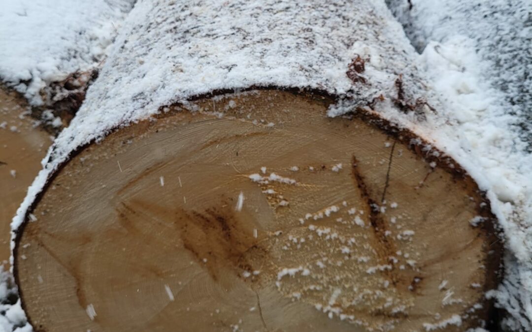 Tonholz für Gitarren