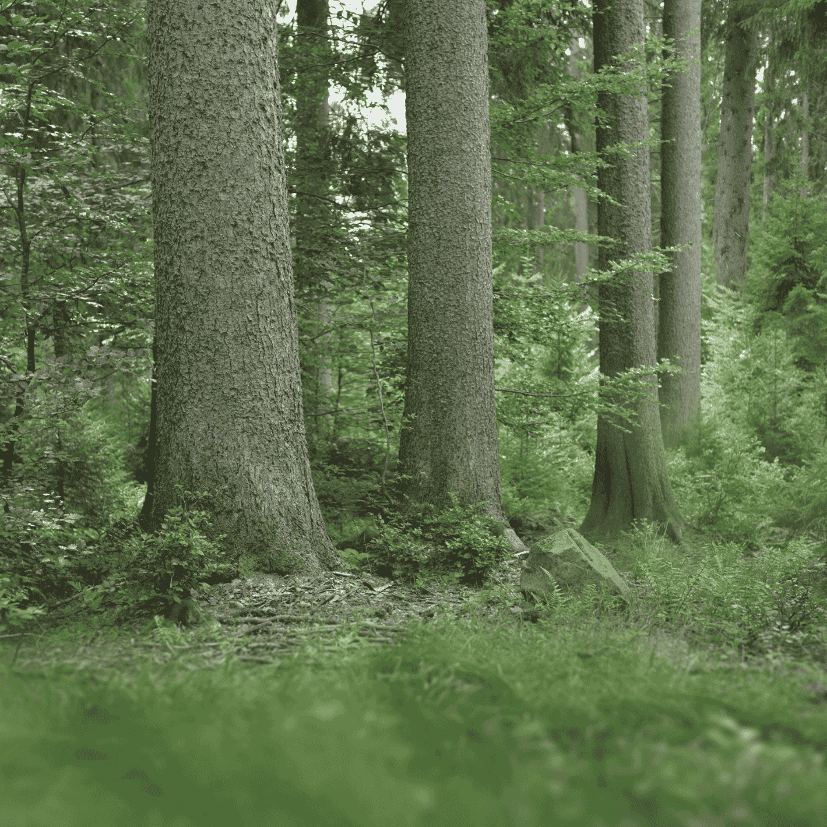 Tonholz aus Europa Ein Mitarbeiter inspiziert frisches Fichtenholz im Wald, das für die hochwertige Tonholzverarbeitung ausgewählt wurde. Das Bild zeigt gestapeltes Fichtenholz, das aus nachhaltiger Forstwirtschaft stammt, um erstklassige Materialien für den Musikinstrumentenbau zu liefern. Ideal für die Herstellung von Gitarren, Klavieren und Streichinstrumenten. Das europäische Fichtenholz wächst in hohen Lagen und zeichnet sich durch feinjährige Struktur und herausragende Resonanzeigenschaften aus.