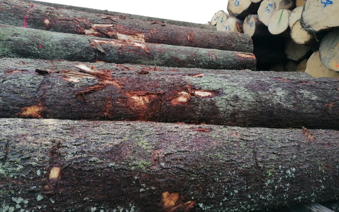 Fresh alpine spruce is turned into tonewood