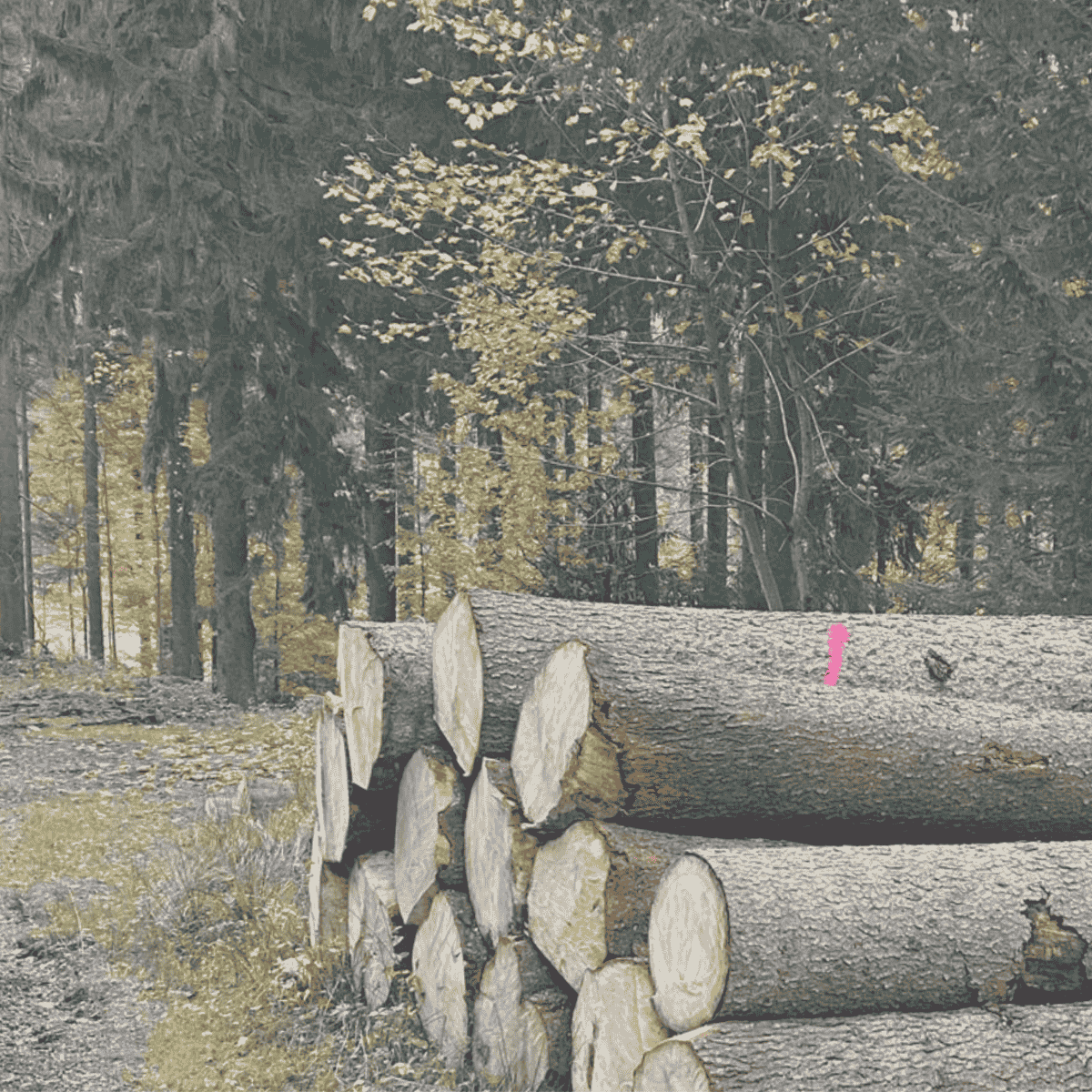 Fichtenholz aus dem Böhmerwald